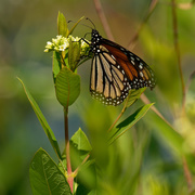 18th Jun 2020 - monarch butterfly