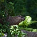 Woodchuck on the patio wall by berelaxed