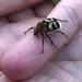 Bee Beetle by huvesaker