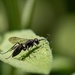Little Bug on the Sage Plant by jyokota