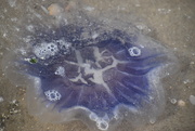 16th Jun 2020 - jellyfish