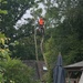 Man up a tree! by nicolaeastwood