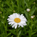First Daisy of 2020 by bjywamer