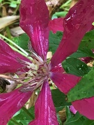 17th Jun 2020 - Clematis  Flower 