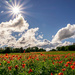 Poppies and the Sun! by rjb71