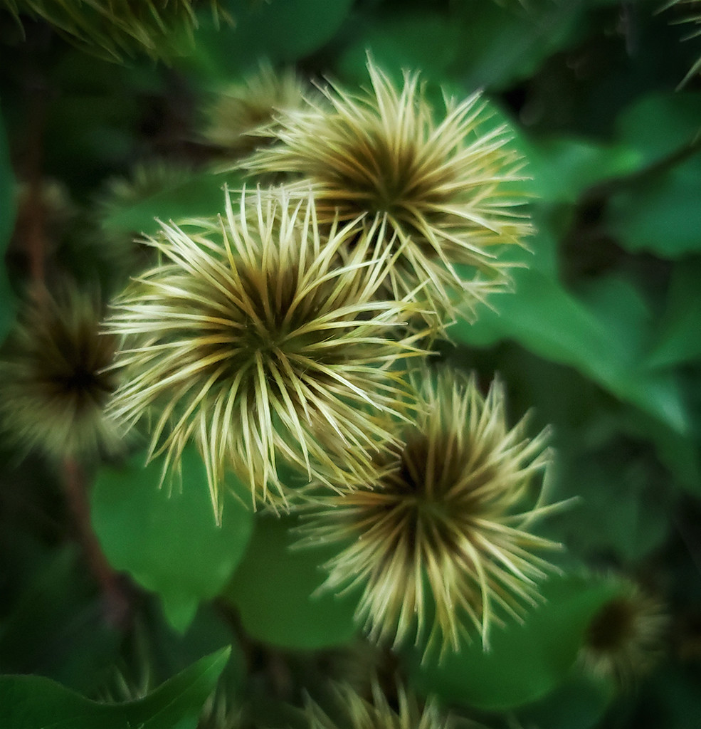Clematis Seeds by houser934