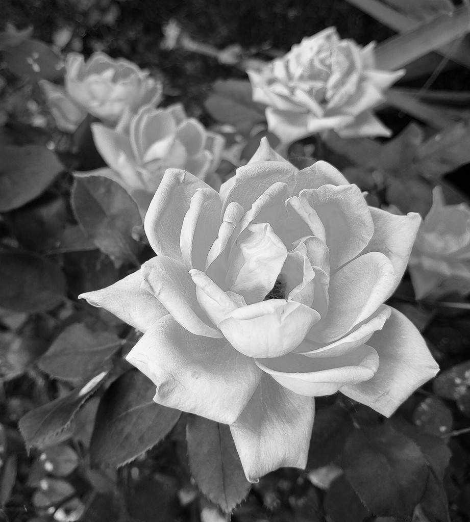 Rose edited to BW by houser934