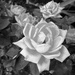 Rose edited to BW by houser934