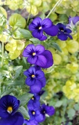 18th Jun 2020 - Purple Flowers