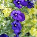 Purple Flowers by julie
