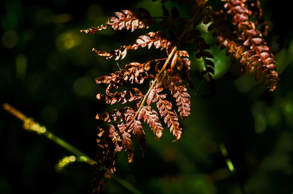 Copper Leaves by fbailey