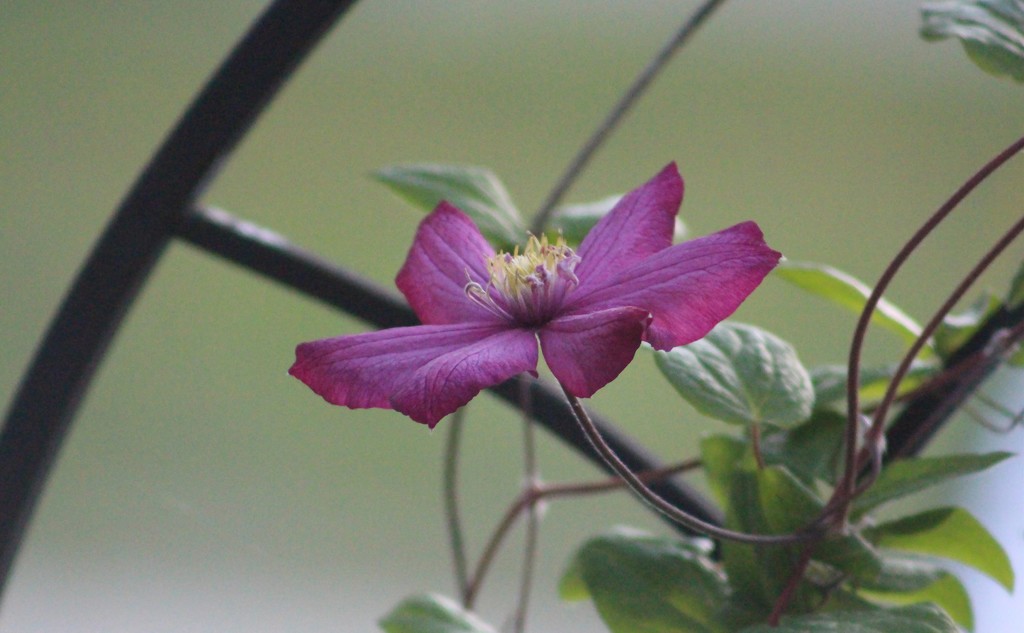Clematis Vine by paintdipper