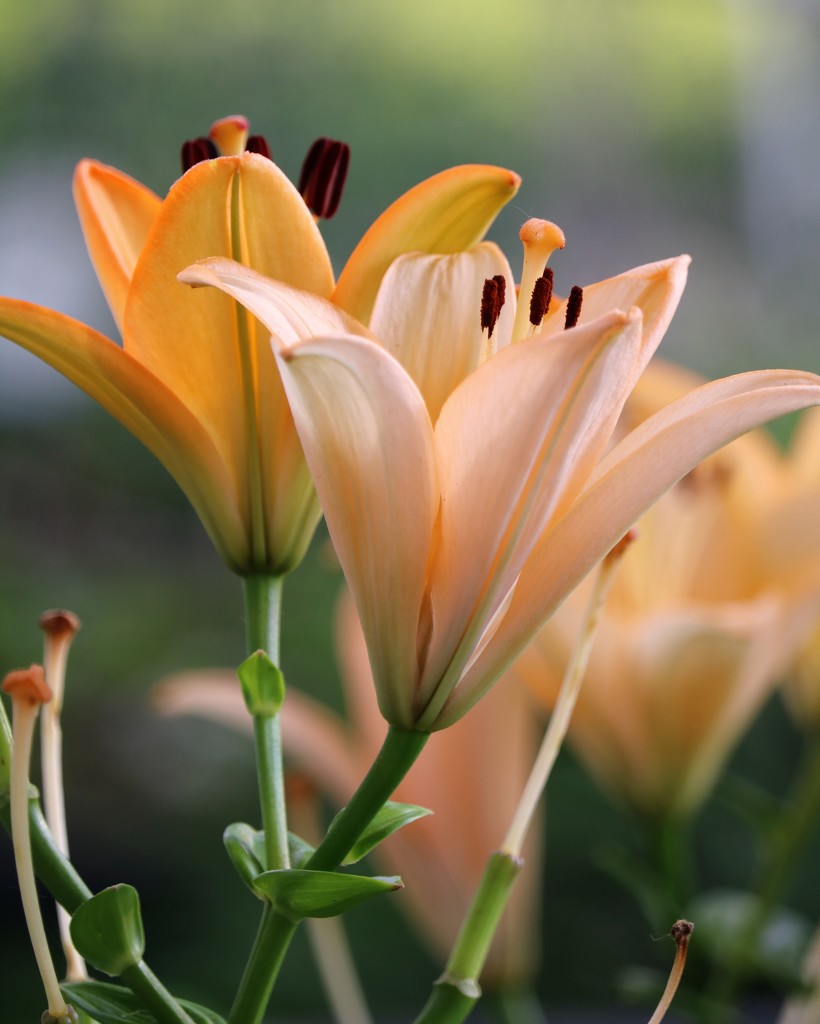 June 18: Lilies by daisymiller