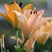 June 18: Lilies by daisymiller
