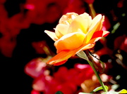 18th Jun 2020 - The Last Yellow Rose