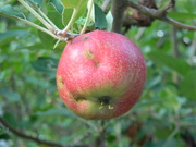 18th Jun 2020 - Red Apple in Apple Tree