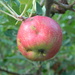 Red Apple in Apple Tree by sfeldphotos