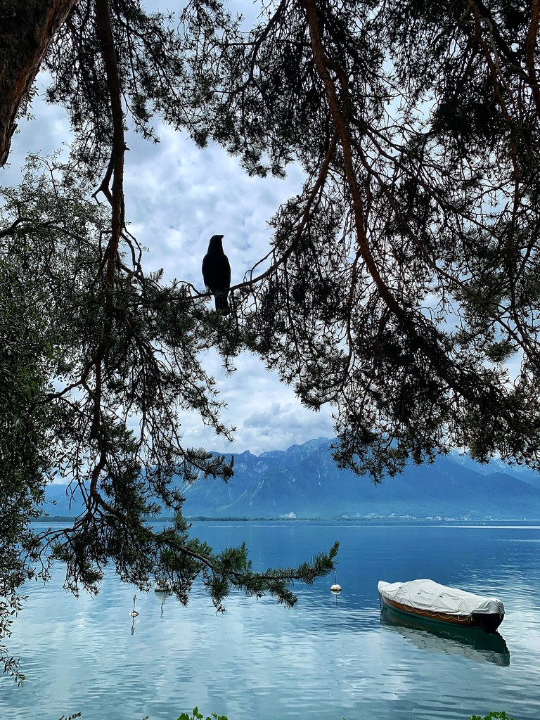 Crow and boat.  by cocobella