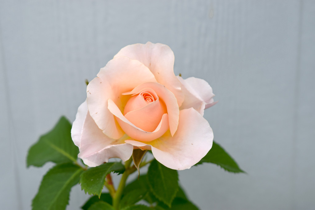 My Favorite Rose by bjywamer