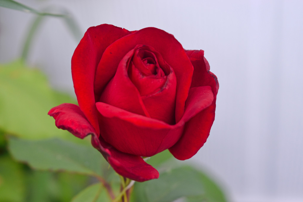 Our Red Rosebush by bjywamer