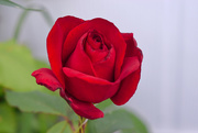 18th Jun 2020 - Our Red Rosebush