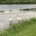 Swans by kdrinkie