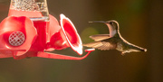 18th Jun 2020 - Hummingbird With Tongue Prepared!