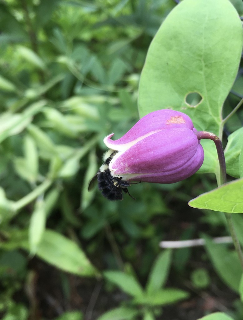 leather flower + bumblebee  by wiesnerbeth