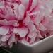 Fresh scent of peonies by dawnbjohnson2