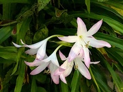 19th Jun 2020 - Belladonna lilies, a species of Amaryllis