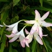 Belladonna lilies, a species of Amaryllis by congaree