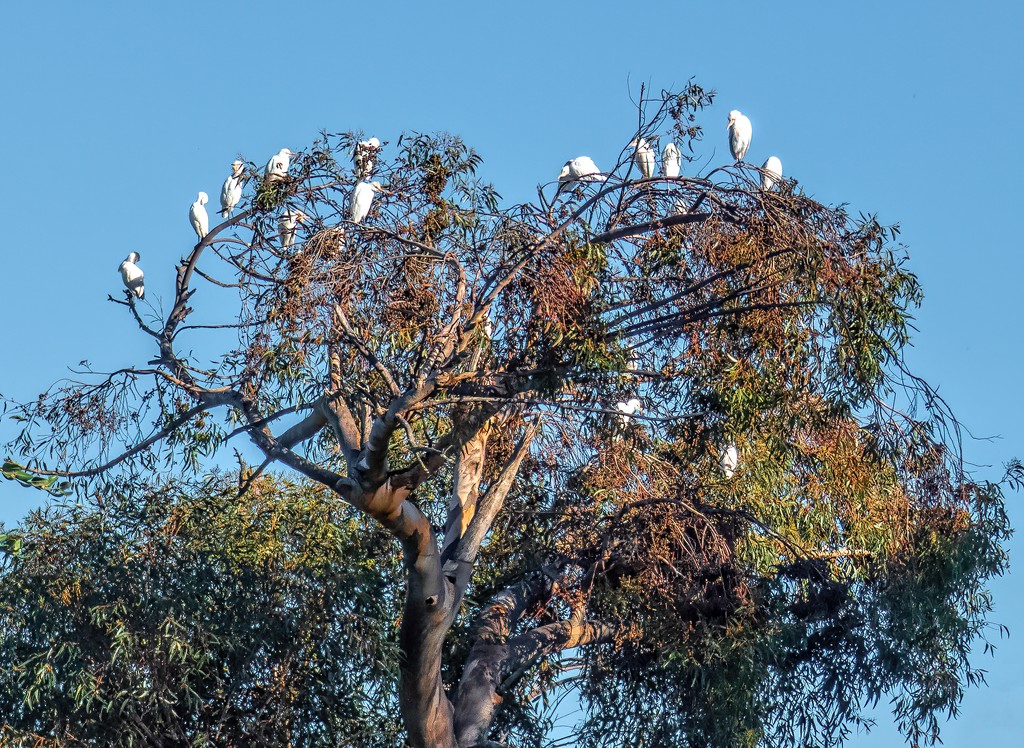 Egrets in the morning light by ludwigsdiana