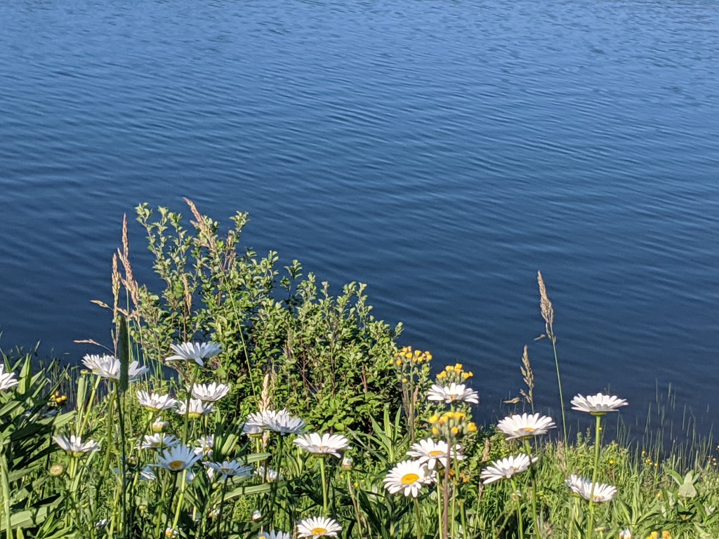 Daisies by the Lake by gq