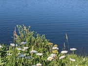 18th Jun 2020 - Daisies by the Lake