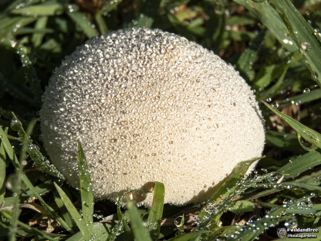 a little rain and a little fungi by koalagardens