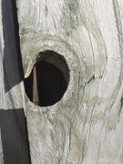 1st May 2020 - Knot on Wood