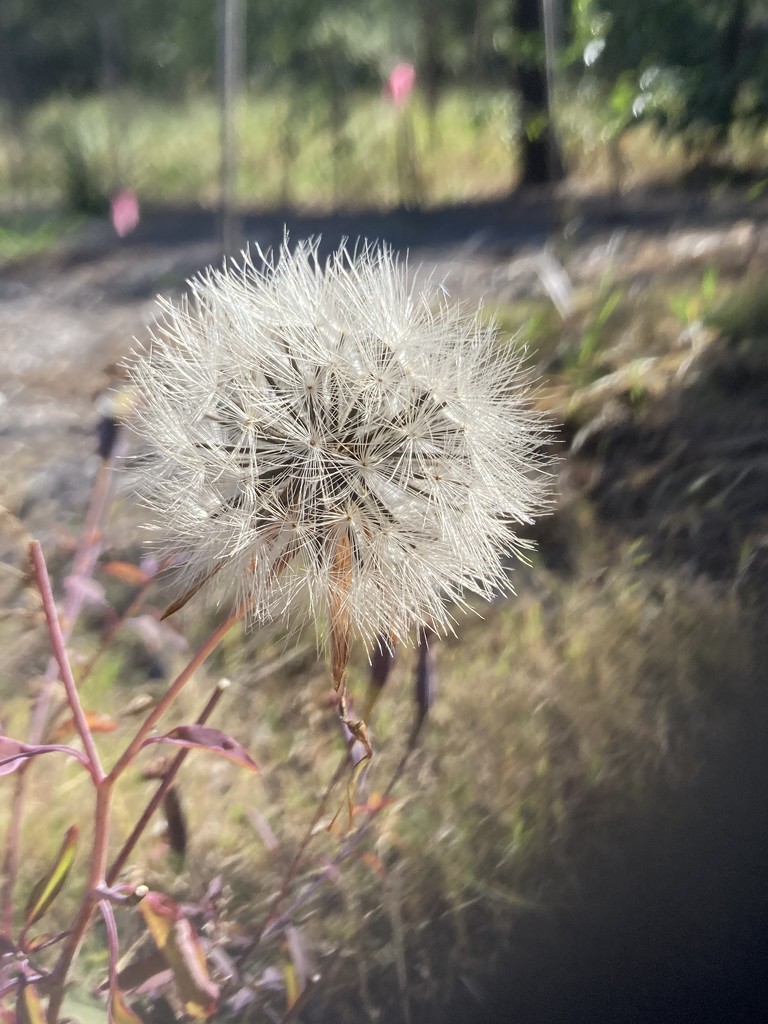 Dandelion by alisonjyoung