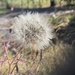 Dandelion by alisonjyoung