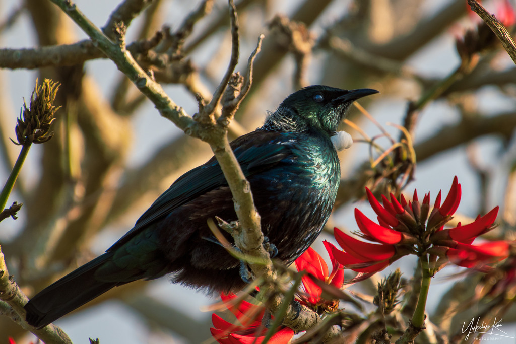 Tui in the Coral Tree by yorkshirekiwi
