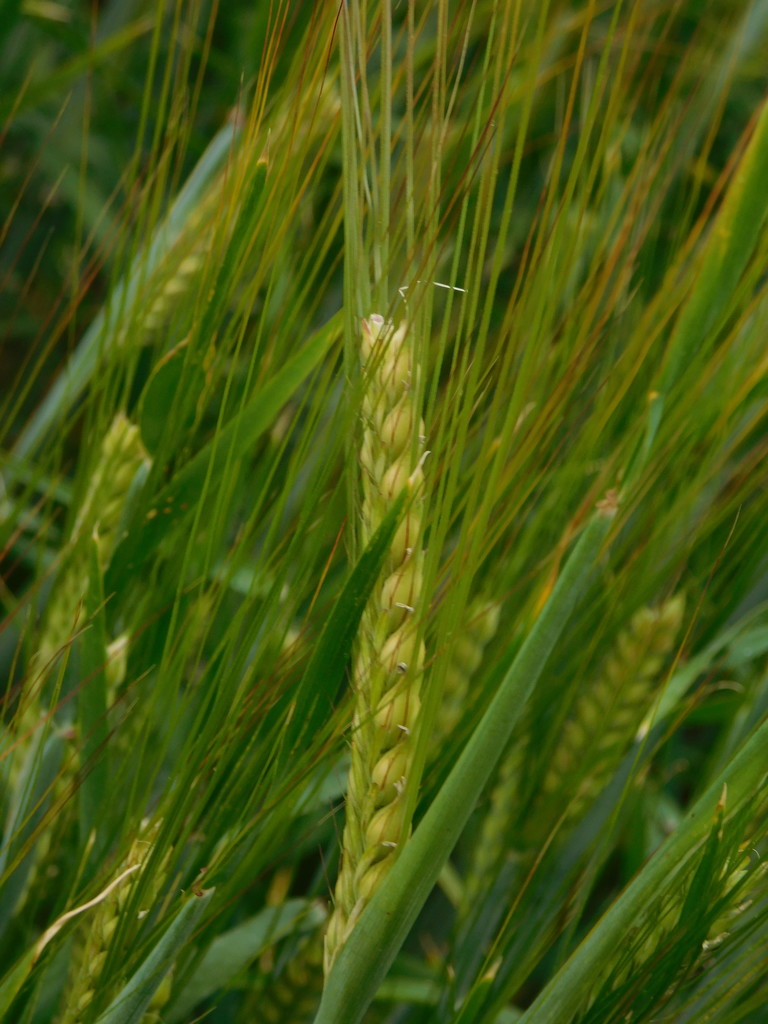 The barley is ripening by 365anne