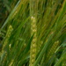 The barley is ripening by 365anne