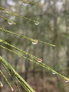 10th Jun 2020 - Pine Needle Droplets