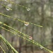 Pine Needle Droplets by alisonjyoung