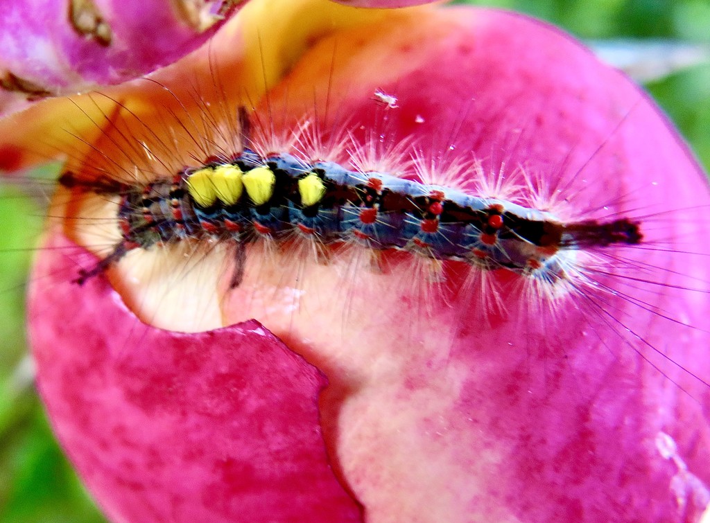 Vapourer Moth caterpillar by lellie