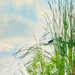 Birds and Reeds by gardencat
