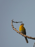 19th Jun 2020 - Yellow-breasted Chat