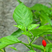 Hot Chili Pepper by lilh