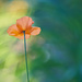 Single Poppy by gardencat