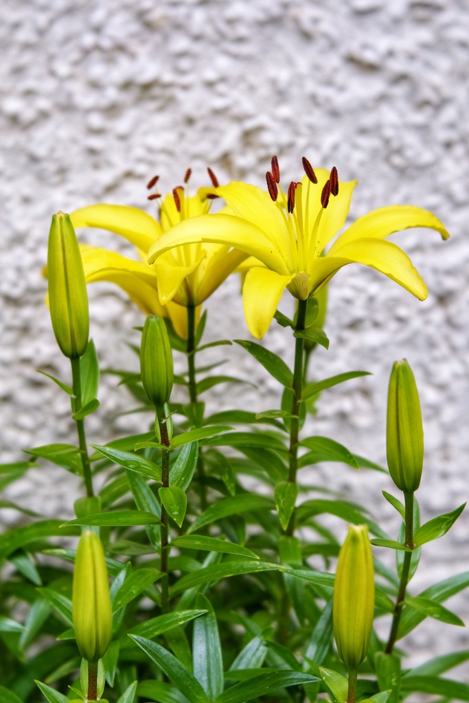 Yellow Irises by mattjcuk