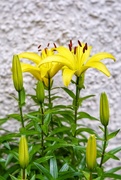 19th Jun 2020 - Yellow Irises